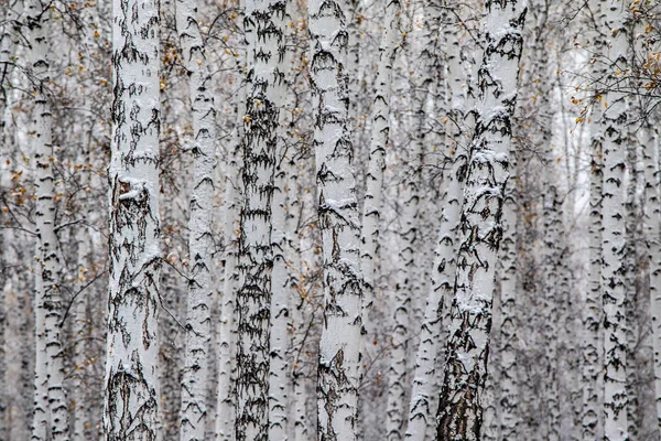 Зима Перший Сніговий Березовий Лісовий Пейзаж — стокове фото
