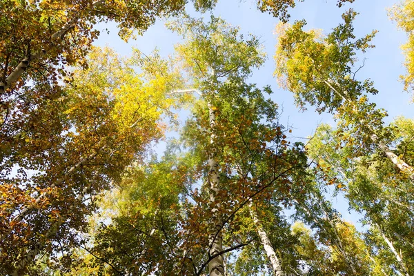 Birch Forest View Sky Autumn Nature — Stock Photo, Image