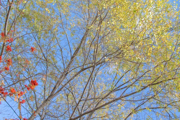 秋の木の枝が空に表示します — ストック写真