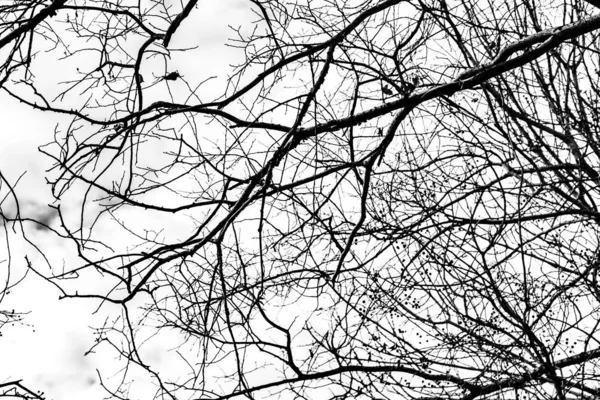 白色背景下的树枝轮廓 — 图库照片