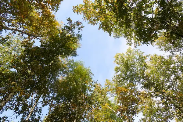 Bouleau Vue Sur Forêt Ciel Automne Nature — Photo