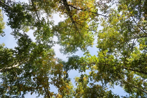 하늘가 자연에 자작나무 — 스톡 사진