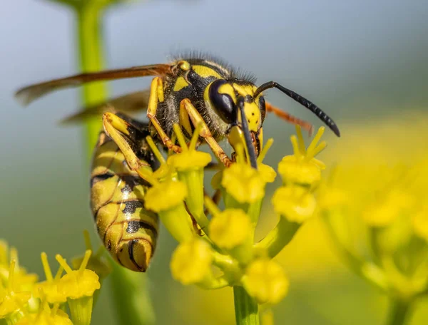 Avispa Cerca Una Flor Amarilla Desenfocada — Foto de Stock