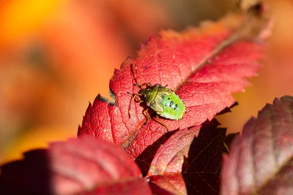 stink bug, red leaf autumn