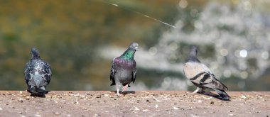 yabani güvercin doğa şehir