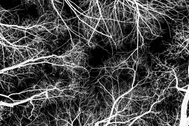 ağaç dalları siluet siyah arka plan üzerine beyaz