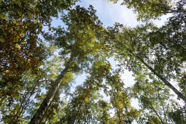 huş ağacı orman manzaralı gökyüzüne Sonbahar Doğa