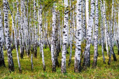 Sarı huş ağacı orman, geç sonbahar doğa manzara