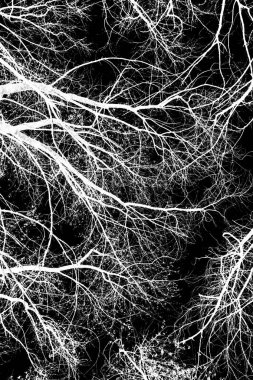 ağaç dalları siluet siyah arka plan üzerine beyaz