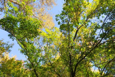 ağaç görünümünü aşağıdan gökyüzüne sonbahar manzara bırakır