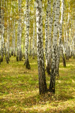 Sarı huş ağacı orman, geç sonbahar doğa manzara