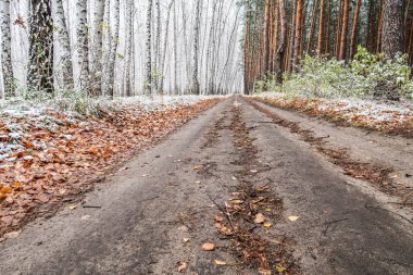Kış ormanı boyunca yol
