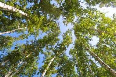 orman manzaralı aşağıdan gökyüzüne huş ağacı