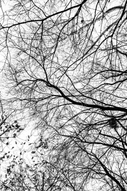 Beyaz arkaplanda ağaç dalları silueti