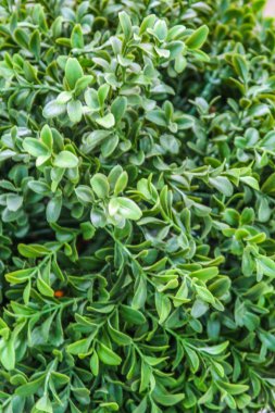 yapay bitkiler yeşil çiçekler