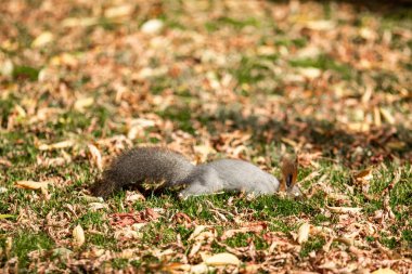 çimenlerin üzerinde sonbahar ormandaki sincap