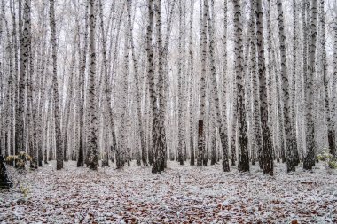 sonbahar manzara bir huş ormandaki ilk kar