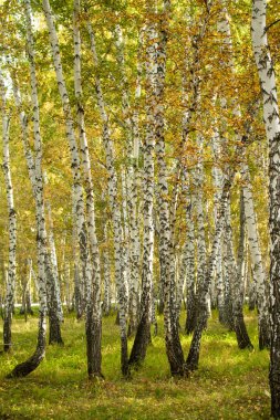 Sarı huş ağacı orman, geç sonbahar doğa manzara