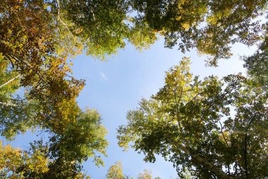 huş ağacı orman manzaralı gökyüzüne Sonbahar Doğa