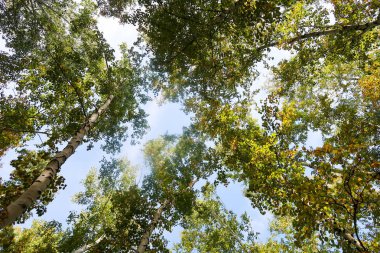 huş ağacı orman manzaralı gökyüzüne Sonbahar Doğa