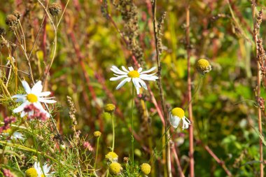 papatya çiçeği peyzaj alanı