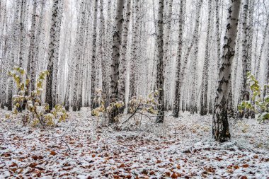 sonbahar manzara bir huş ormandaki ilk kar