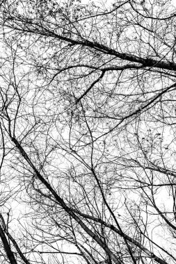 Beyaz arkaplanda ağaç dalları silueti