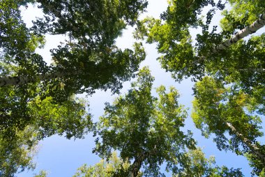 orman manzaralı aşağıdan gökyüzüne huş ağacı