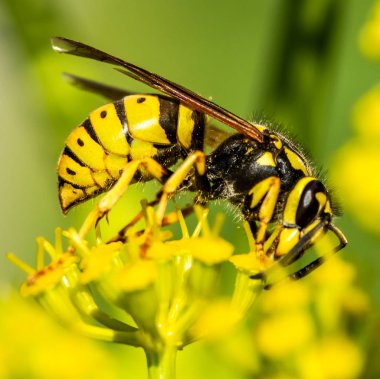 bir sarı bahar çiçek arıya