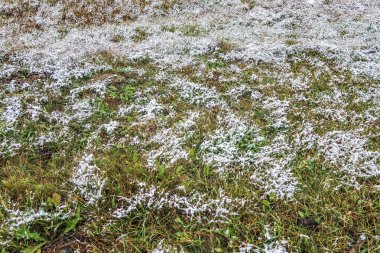kar uzun boylu yeşil çim