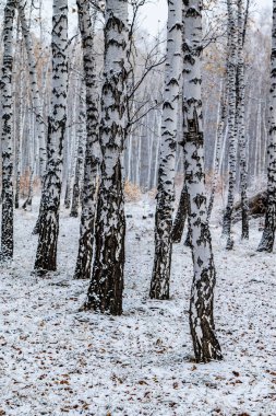 İlk kar huş ağacı orman manzara kış