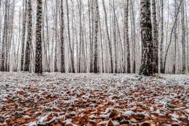 sonbahar manzara bir huş ormandaki ilk kar