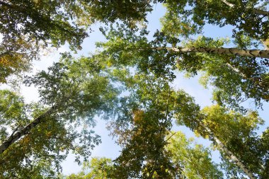 huş ağacı orman manzaralı gökyüzüne Sonbahar Doğa