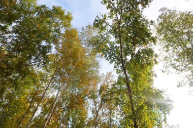 huş ağacı orman manzaralı gökyüzüne Sonbahar Doğa