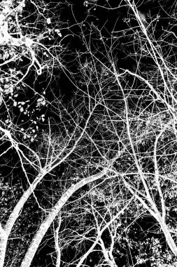 ağaç dalları siluet siyah arka plan üzerine beyaz