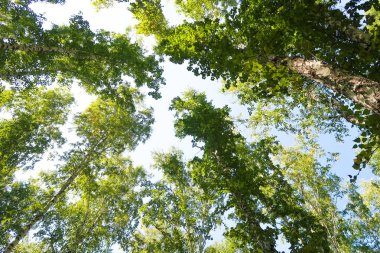 orman manzaralı aşağıdan gökyüzüne huş ağacı
