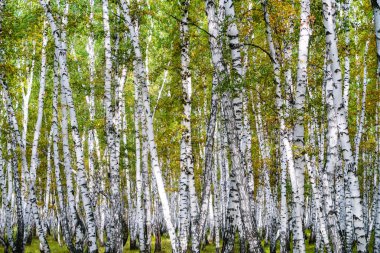 Sarı huş ağacı orman, geç sonbahar doğa manzara