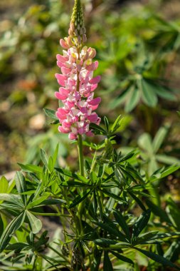 Lupinus çiçek yeşil yeşillik doğa ile parlak