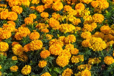 birçok marigolds küçük çiçekler