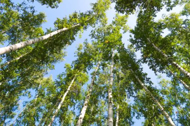 orman manzaralı aşağıdan gökyüzüne huş ağacı