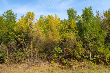 Sonbahar Orman Manzara Doğa