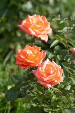 yakın doğa atış güzel çiçek gül