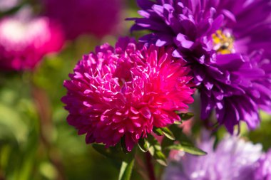 parlak sonbahar çiçek doğa manzara