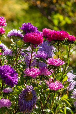 parlak sonbahar çiçek doğa manzara