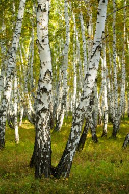 Sarı huş ağacı orman, geç sonbahar doğa manzara