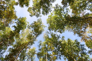 huş ağacı orman manzaralı gökyüzüne Sonbahar Doğa