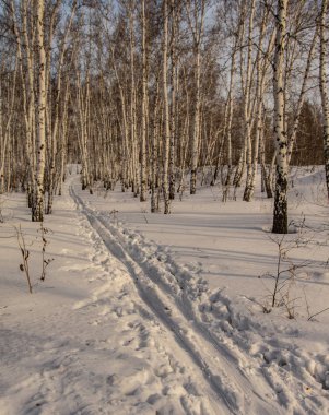 huş ağacı ormanda kış doğa manzarası