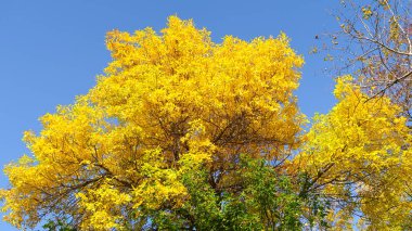 ağaç görünümünü aşağıdan gökyüzüne sonbahar manzara bırakır