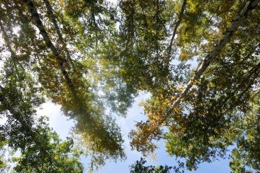 huş ağacı orman manzaralı gökyüzüne Sonbahar Doğa