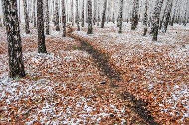 Kış ormanı boyunca yol